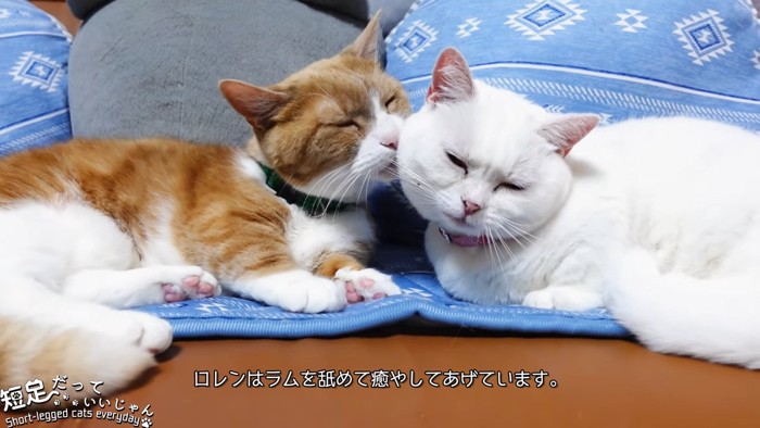 2匹の猫