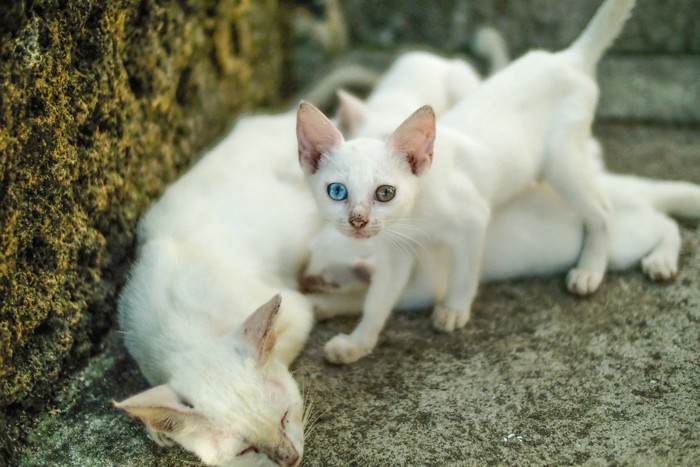 痩せた野良猫の親子