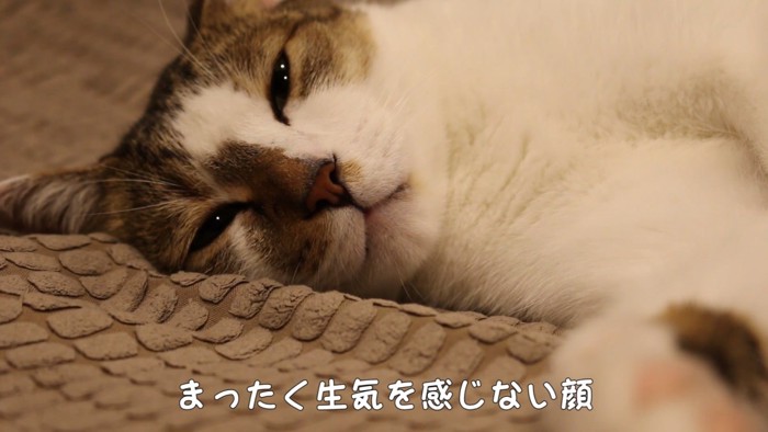 薄目の猫