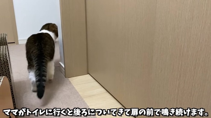 猫の後ろ姿