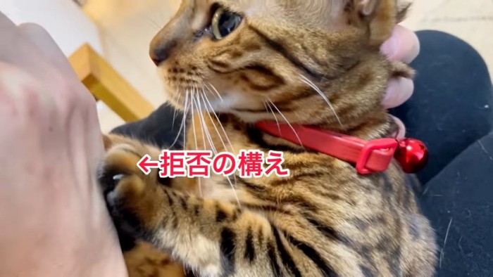 前足で人の手を抑える猫