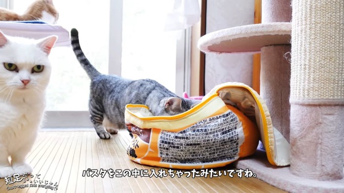 丸い入れ物の中に顔を入れる猫