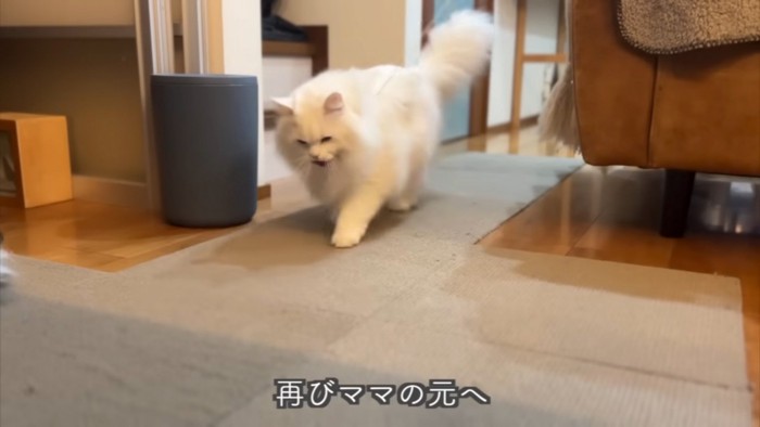 持ってくる猫