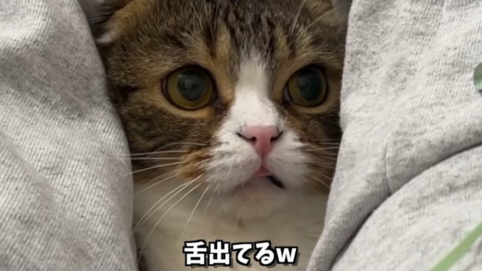 舌が出てる猫