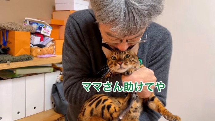 抱っこされる緑色の首輪の猫