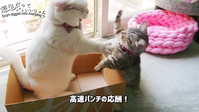 猫パンチし合う2匹の猫