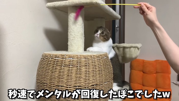 キャットタワーで遊ぶ猫