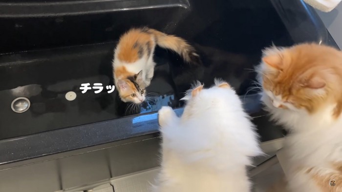 うなぎちゃんと目が合った先住猫たち