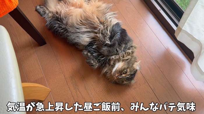 寝転がる猫