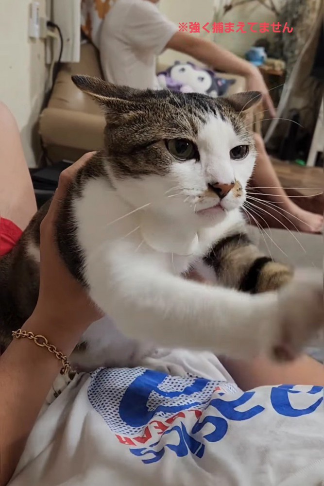 前足を伸ばす猫