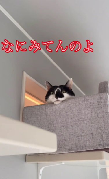 なにみてんのよ猫