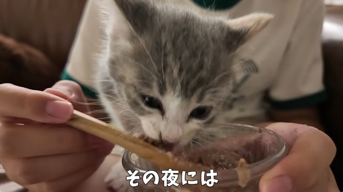 ご飯を食べさせてもらっている子猫