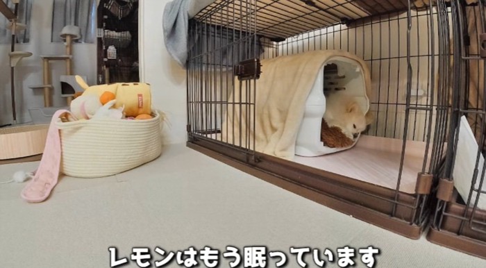 寝ている猫