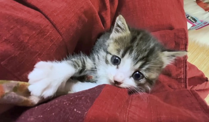 飼い主さんの膝の上で甘えるりんちゃん