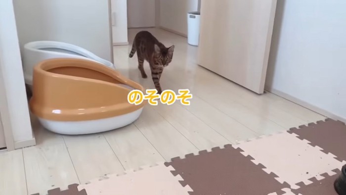 歩いてきた猫