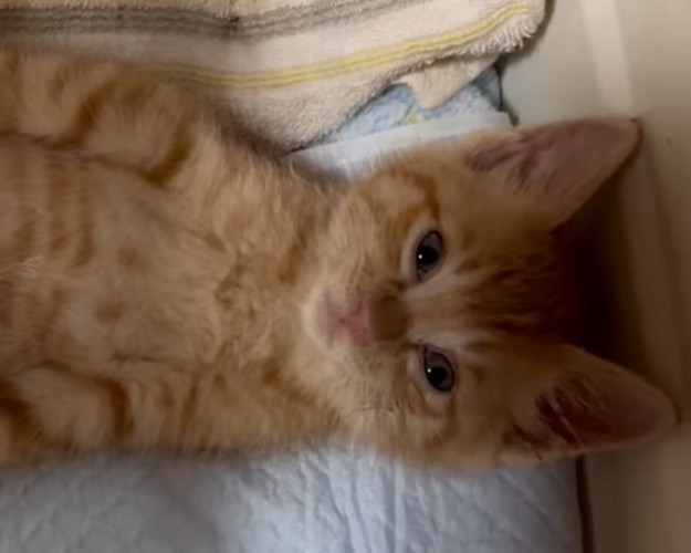 無表情な子猫のアップ