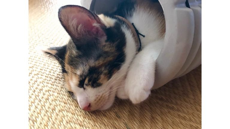 寝ている猫