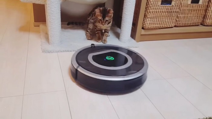 ロボット掃除機を見る猫