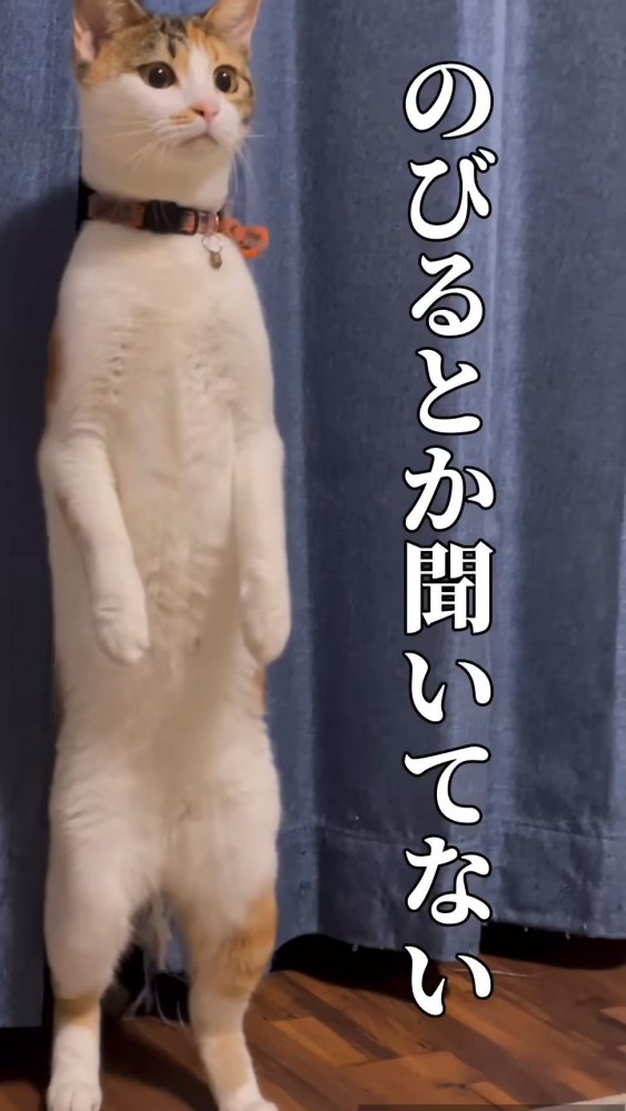 立っている猫