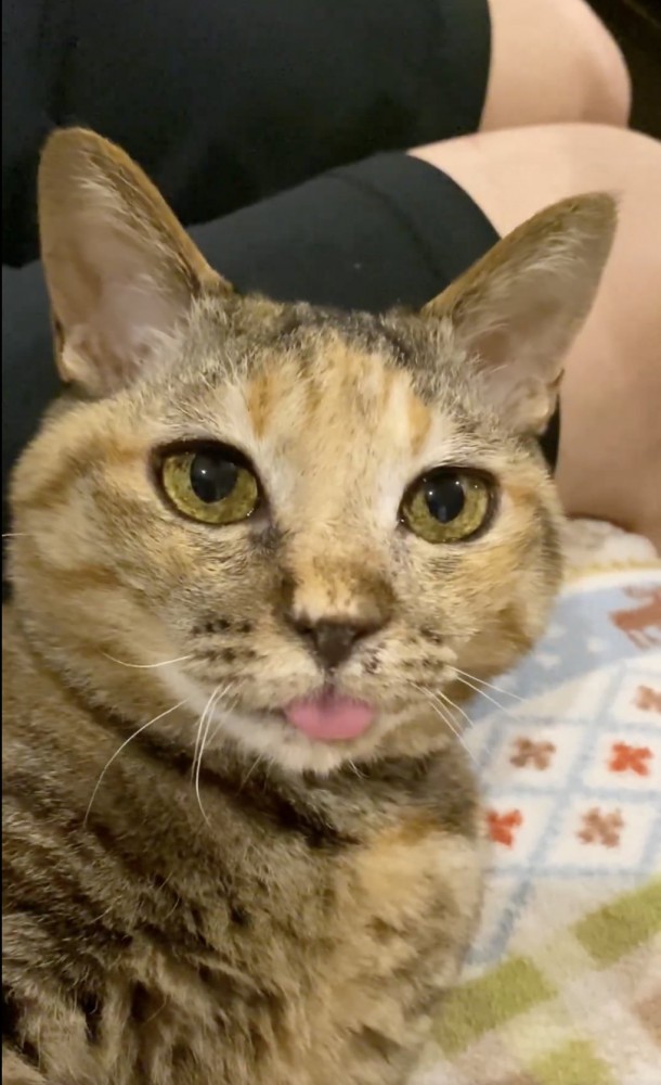カメラ目線の猫