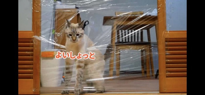 ラップを破ってこちらに向かってくる猫