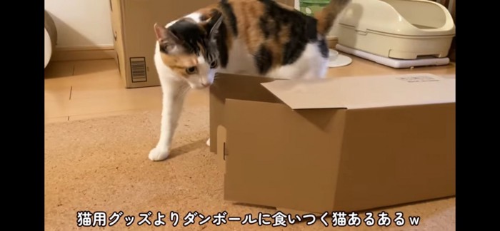 ダンボール