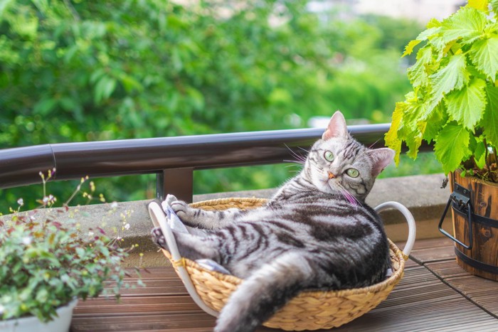 カゴに入って振り向く縞模様の猫