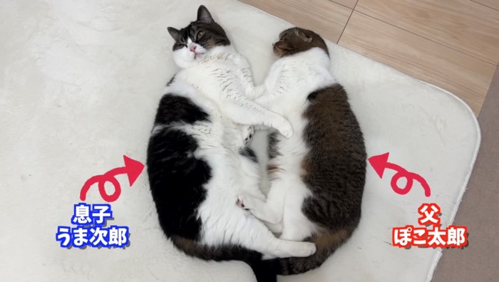 パパ猫(右)と息子猫(左)