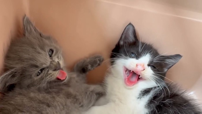 威嚇する2匹の子猫