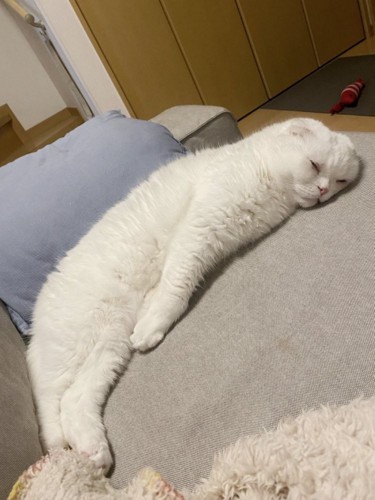 横向きで手足を伸ばして眠る猫