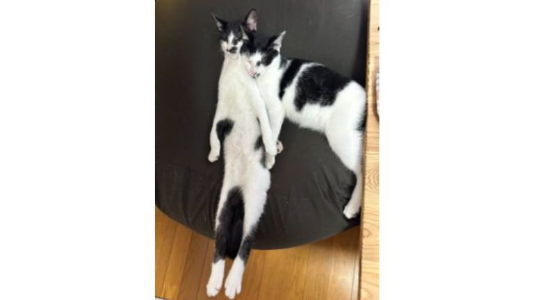 クッションで寝ている猫たち