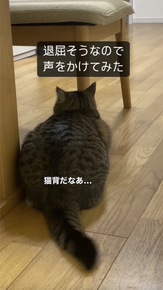 退屈そうな猫の後ろ姿