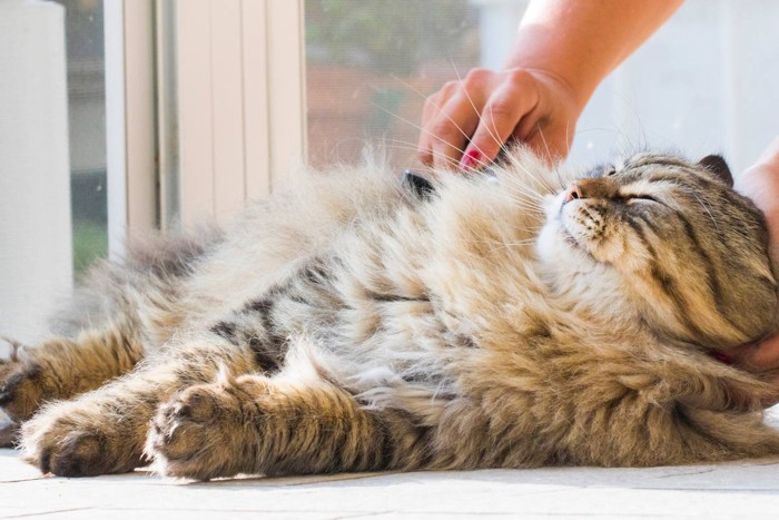 ブラシで猫うっとり