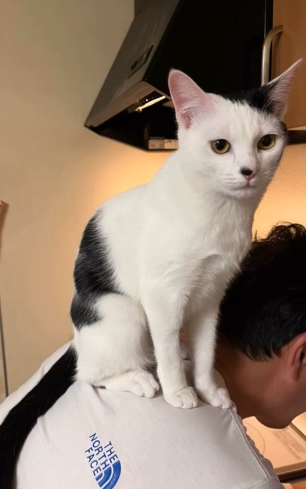 飼い主の背中に乗る猫