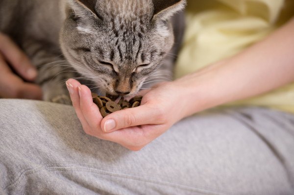 ご飯を手からもらった猫