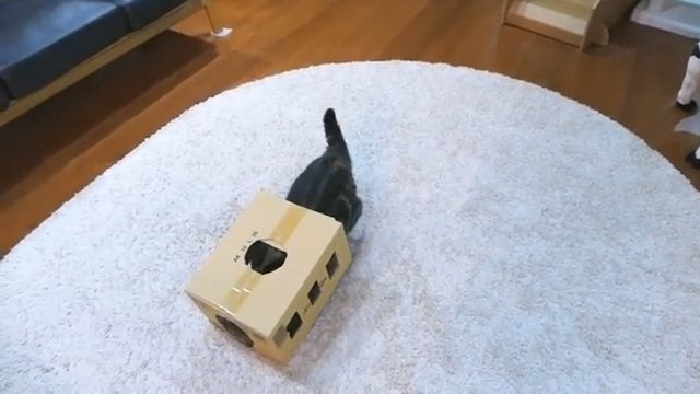 箱に入る猫