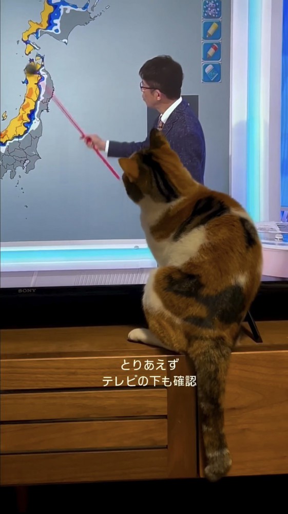 テレビを見る猫