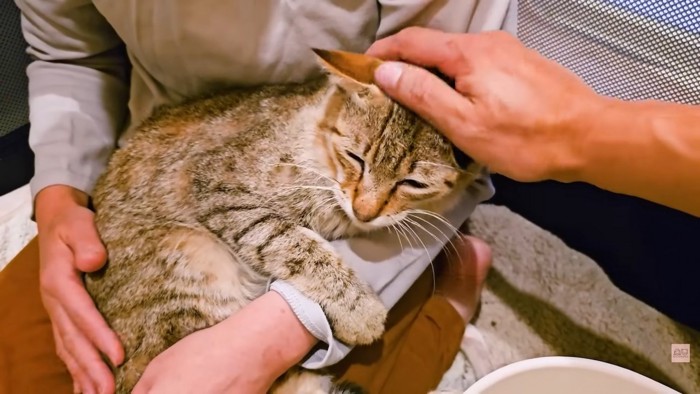 ママさんのお膝でうっとりするいくらちゃん