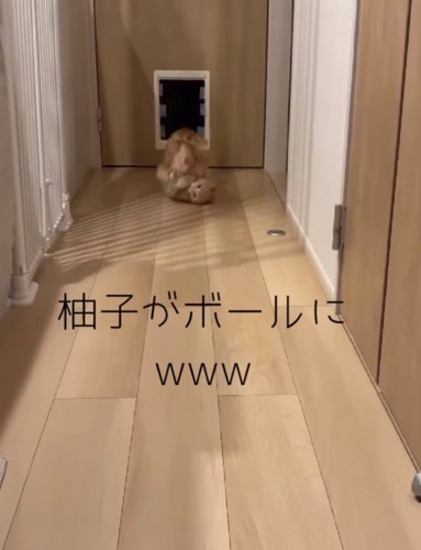 ボールを掴んだままでんぐり返りする猫