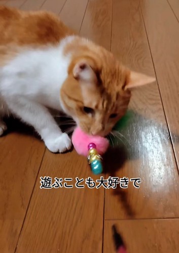 おもちゃで遊ぶ猫