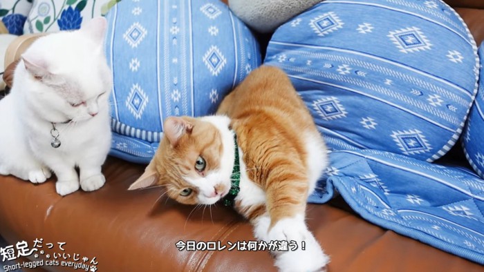 猫じゃらしを前足で挟む猫