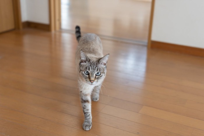 近づいてくる猫