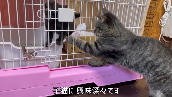 ケージに前足を入れる猫