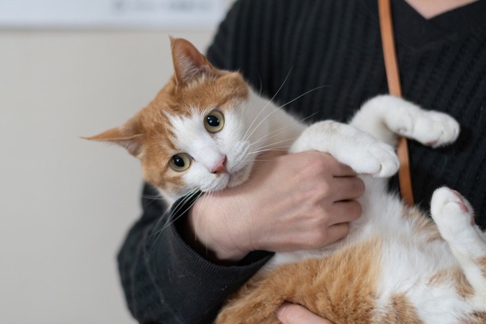 抱っこされる猫