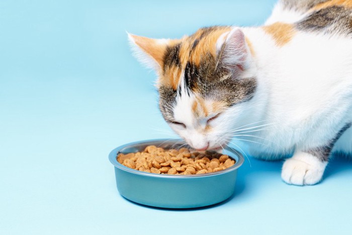 食べる猫