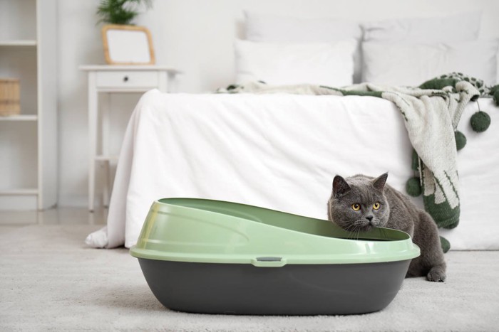トイレのふちにあごをのせている猫
