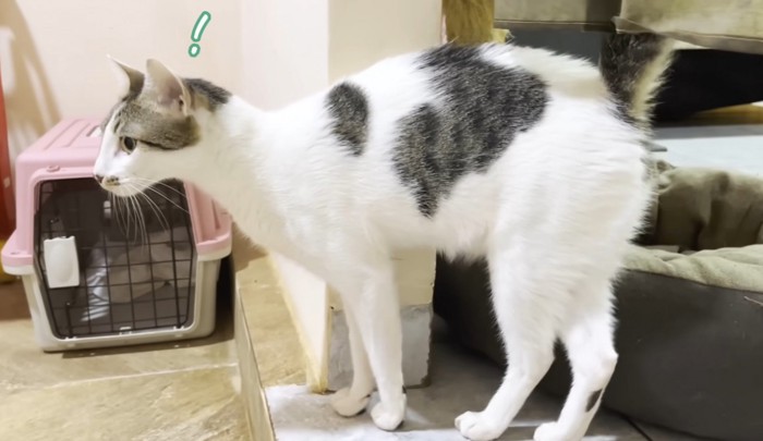 びっくりしてるさんご