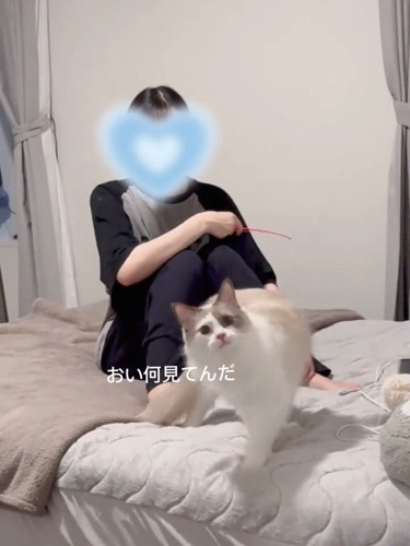 遠くを見る猫