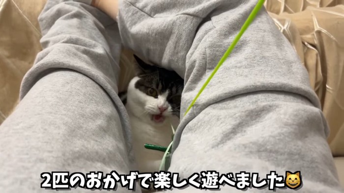 口を開ける猫