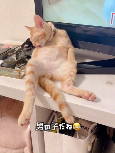 お腹を見せて毛づくろいする子猫
